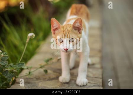 Arancione e bianco gatto randagio camminando sul marciapiede marciapiede. Foto Stock