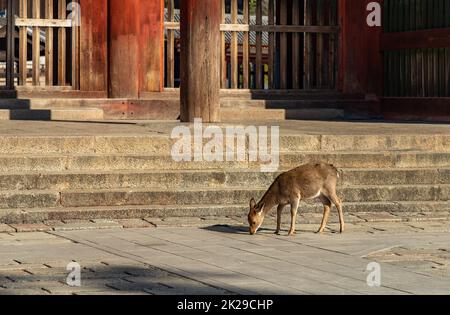 Sika Deer nel Parco di Nara IX Foto Stock