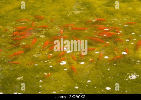 Gruppo di pesci d'oro Carassius auratus. Foto Stock