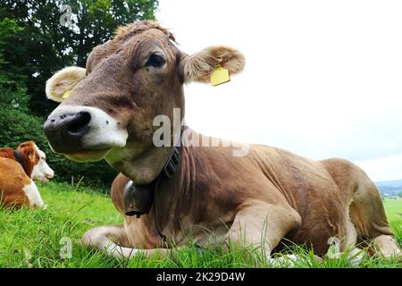 Giovane bovino bruno con campanello di vacca in estate su un prato in baviera Foto Stock