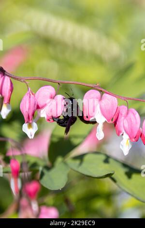 Un'ape di legno blu cerca polline su un fiore di cuore, Lamprocapnos spectabilis. Foto Stock