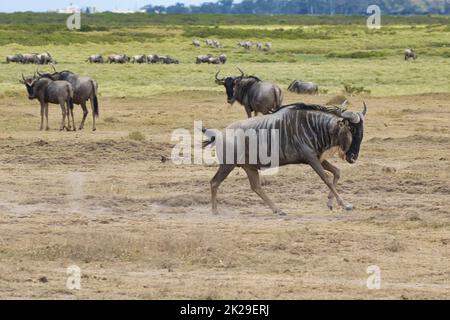 Un blu selvaggio, il taurino di Connochaetes, che corre nel Parco Nazionale di Amboseli. Foto Stock
