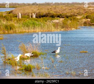 La Camargue, la Provenza, Francia Foto Stock