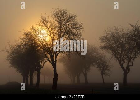 Sunrise vicino a Znojmo, Moravia del Sud, Repubblica Ceca Foto Stock