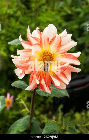 Bomble Bee Bombus sylvarum raccolta nettare su dahlia nel mese di settembre per conservare per l'alimentazione invernale Foto Stock