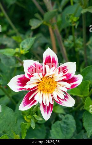 Primo piano di Dahlia Fashion Monger un rosso bianco e giallo colleret fioritura dahlia che è un mezzo duro gelo tenero deciduo perenne Foto Stock