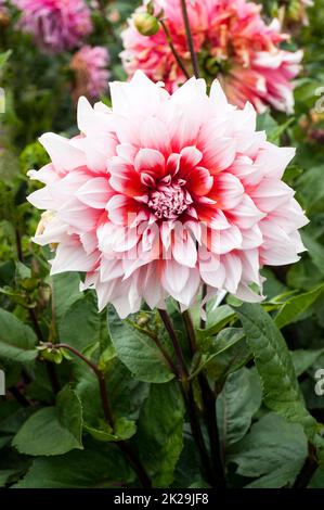 Primo piano di Dahlia Holland Festival un arancione e bianco gigante decorazione o cena piatto fioritura dahlia ed è un gelo tenero perenne deciduo Foto Stock