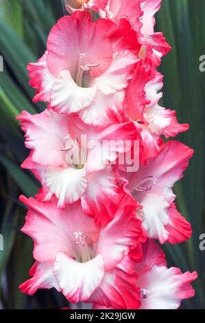 Primo piano di grande Rosa & Crema Fiori bianchi di Gladiolus / Gladioli cuore spezzato Frizzle un'estate fioritura cormous perenne che è mezzo duro Foto Stock