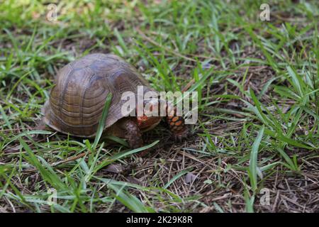 Box Turtle attraversa Yard nel Texas orientale Foto Stock