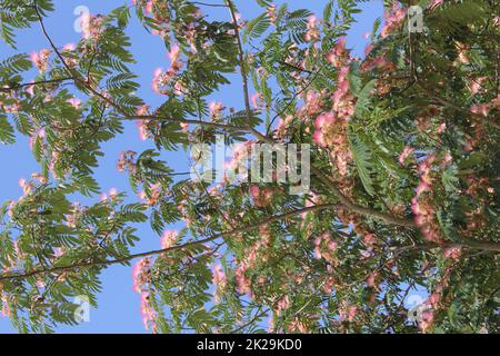 Albero di seta persiano che cresce nel Texas orientale rurale Foto Stock