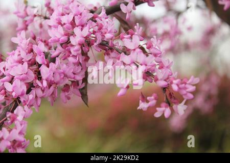 Texas Redbud albero Cercis canadensis primo piano Foto Stock