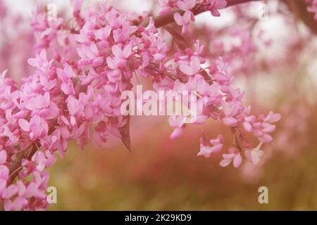 Texas Redbud albero Cercis canadensis primo piano Foto Stock