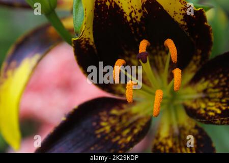 Black and Gold Lily Lilium Lionheart cresce in giardino all'aperto Foto Stock