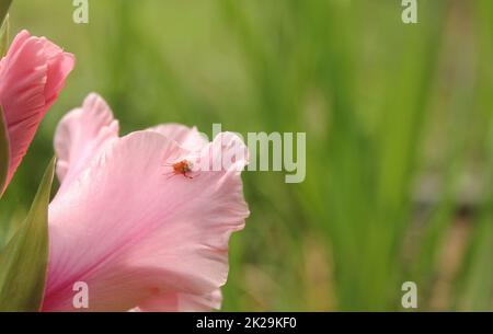 Gladiolo con fiori sullo sfondo piccolo ragno sul petalo Foto Stock