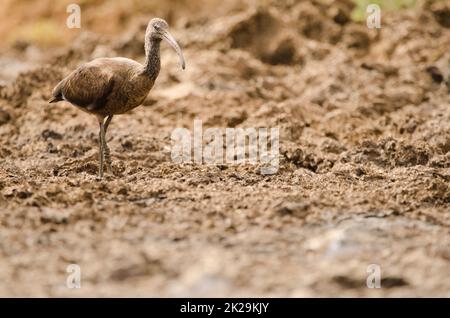 Ibis Plegadis Falcinellus lucido sul fango. Foto Stock