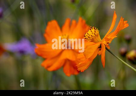 Fiore giallo Cosmo (Cosmo sulfureo) in un giardino Foto Stock