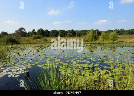 lago nel parco naturale Maas-Schwalm-nette, Germania Foto Stock