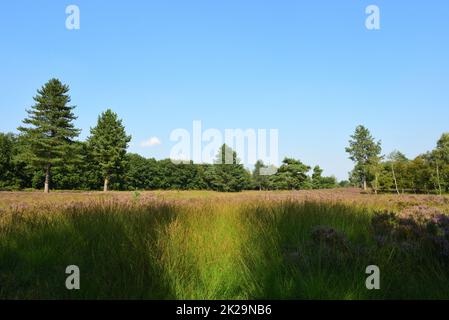 Heidenfeld nel Parco Naturale Maas-Schwalm-nette, Germania Foto Stock