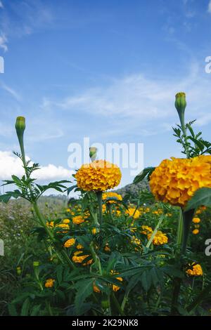 Marigold, colori luminosi, popolare con fiori recisi e usato nelle attività buddiste Foto Stock