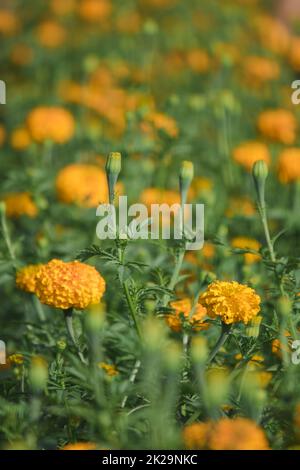 Marigold, colori luminosi, popolare con fiori recisi e usato nelle attività buddiste Foto Stock