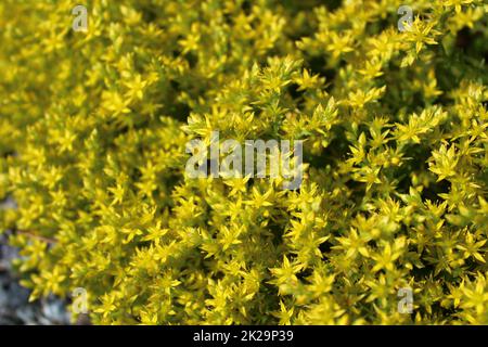 sedum in fiore nel giardino Foto Stock