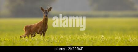 Capriolo che guarda alla telecamera sul campo in scatto panoramico Foto Stock