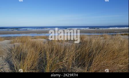 Spiaggia naturale del Mar Baltico. Natura 2000, spiaggia est di Swinoujscie, ÅšwinoujÅ cie Foto Stock