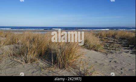 Spiaggia naturale del Mar Baltico. Natura 2000, spiaggia est di Swinoujscie, ÅšwinoujÅ cie Foto Stock