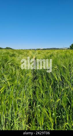 Campo di grano con cingoli di trattore nel raccolto crescente. Foto Stock