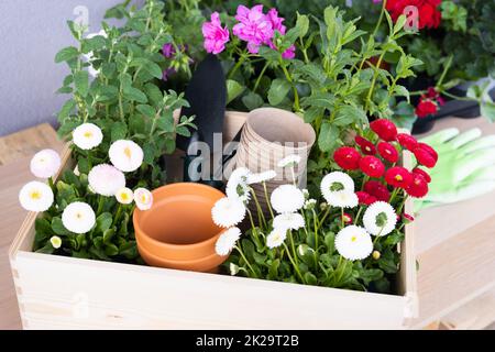 Piantine di primavera bei fiori e attrezzi di giardinaggio in una scatola di legno. Foto Stock