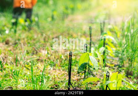 Impianto sprinkler automatico che innaffia il verde in giardino. Irrigatore per agricoltura. Sistema di irrigazione del giardino. Servizio di manutenzione degli sprinkler. Irrigatore per irrigazione a domicilio. Schizzi d'acqua. Foto Stock