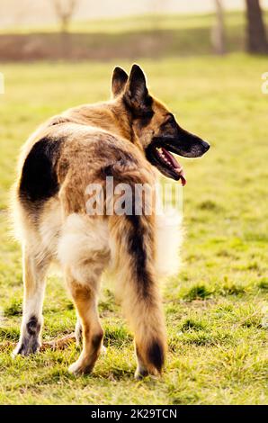 Pastore tedesco Foto Stock