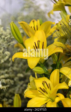 Primo piano di bellissimi e delicati fiori di giglio giallo Foto Stock