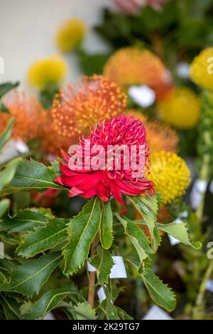 Brillante infiorescenza della Waratah, Telopea speciosissima un arbusto sempreverde dell'Australia sudorientale Foto Stock