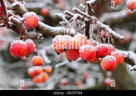 Mele piccole in inverno con aghi di ghiaccio Foto Stock