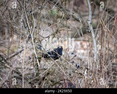 Blackbird in inverno su un cespuglio con qualche bacche Foto Stock