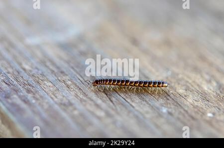 Il millipede della serra (Oxidus gracilis) conosciuto come il millipede della casa, millipede della flangia corta, o millipede del giardino. Foto Stock