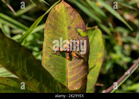 Il grande bug dell'erba mungente (Oncopeltus fasciatus) Foto Stock