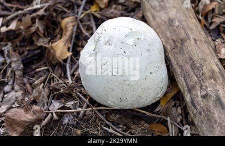 La palla gigante (Calvatia gigantea) è un fungo di palla comune che si trova nei prati, nei campi e nelle foreste decidue di solito in tarda estate e in autunno Foto Stock