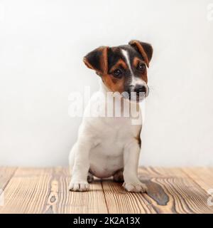 Due mesi di età Jack Russell Terrier cucciolo, studio scatti su assi di legno con sfondo bianco. Foto Stock