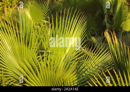 Foglie di palma, illuminato dal sole di sera. Abstract sfondo tropicale. Foto Stock