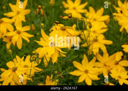 La coreopsis sibilante ispira con la sua esuberante e lunga fioritura in giallo brillante Foto Stock