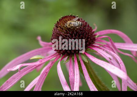 Il porpora (Echinacea purpurpurea), detto anche pseudoconeflowers rosso, è una specie di pianta appartenente alla famiglia delle Echinacee. È originaria degli Stati Uniti orientali e centrali, dove è chiamata PU orientale Foto Stock