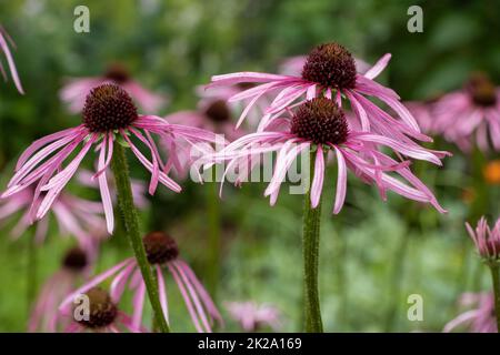 Il porpora (Echinacea purpurpurea), detto anche pseudoconeflowers rosso, è una specie di pianta appartenente alla famiglia delle Echinacee. È originaria degli Stati Uniti orientali e centrali, dove è chiamata PU orientale Foto Stock