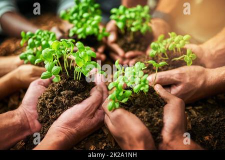 Coltivare la crescita come un'unità. Scatto ritagliato di un gruppo di persone che tengono piante che crescono dal suolo. Foto Stock