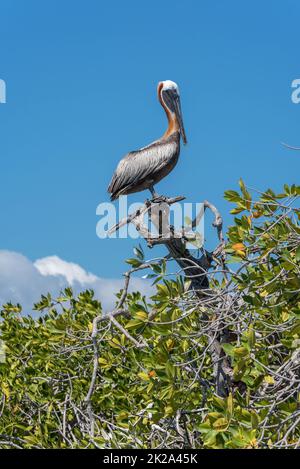 pellicano marrone su un albero di mangrovie sulla costa caraibica del messico Foto Stock