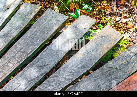 Texture e pattern dogs legno sentieri a piedi Sian Kaan Messico. Foto Stock