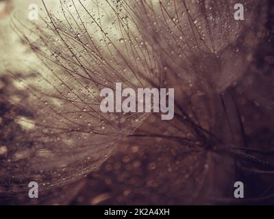 Astratto dente di leone fiore sfondo. Primo piano macro seme. Messa a fuoco morbida . Natura primaverile Foto Stock