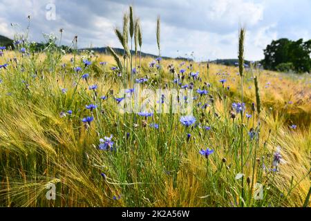 Fiori di mais blu in un campo di mais Foto Stock