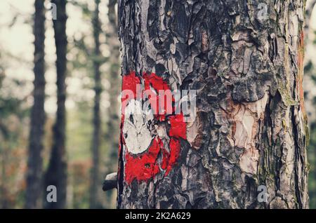 Accedi all'albero Foto Stock